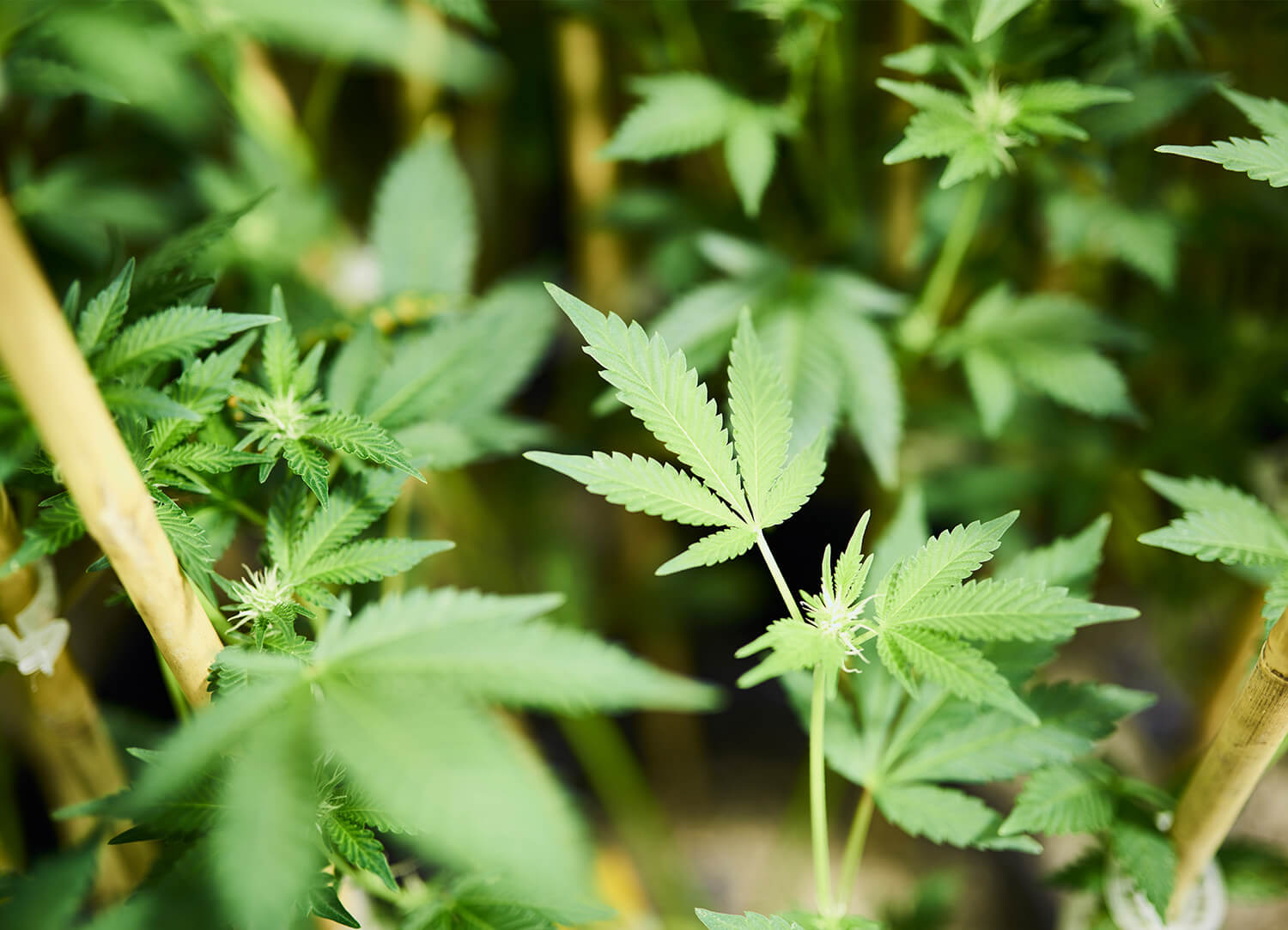 Marijuana plant leaves in Nith+Grand facility
